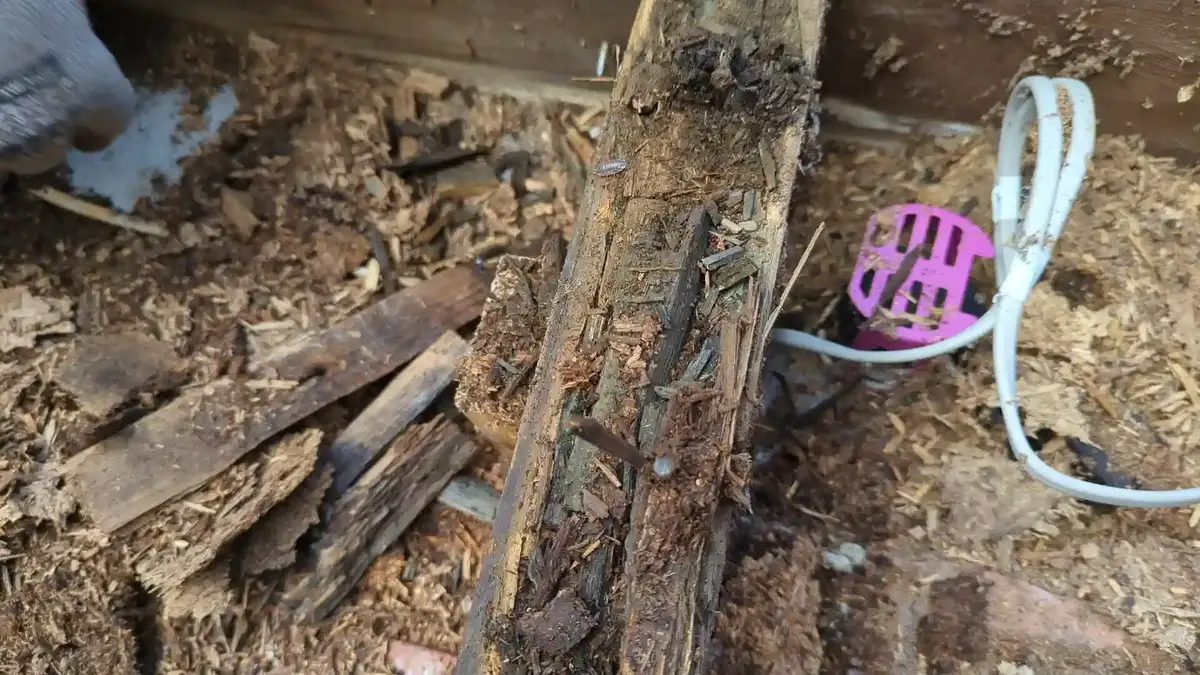 Close-up of a rotten flat roof joist end found during repairs in Wakefield