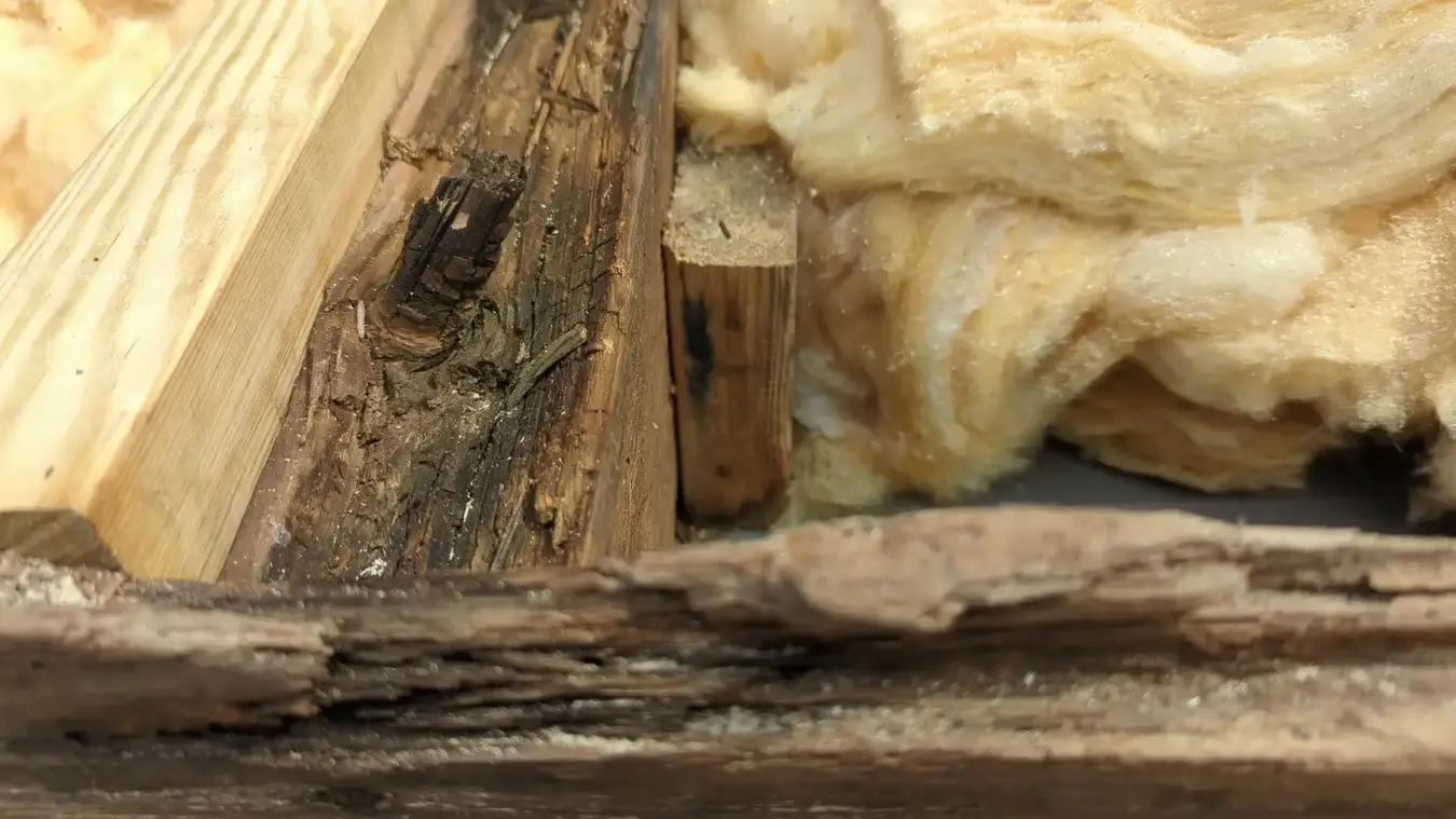 Rotten original joist beside the new structural timber repair